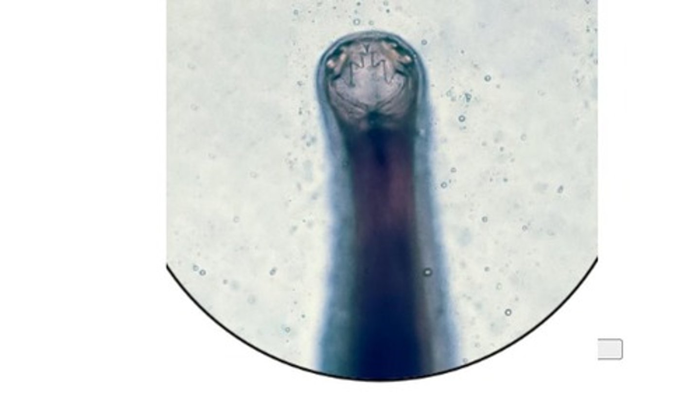 <p>Most pathogenic hookworm species in dogs</p><p>-Very aggressive blood feeders with 3 pairs of teeth that infect the SI</p><p>-Transmammary transmission = most significant route of infection</p>