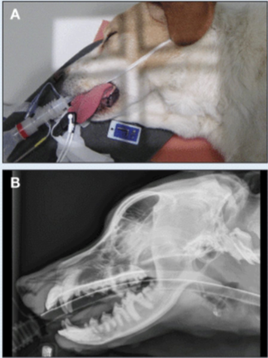 <p>• Patient in lateral recumbency</p><p>• Marker to indicate laterality of patient</p>