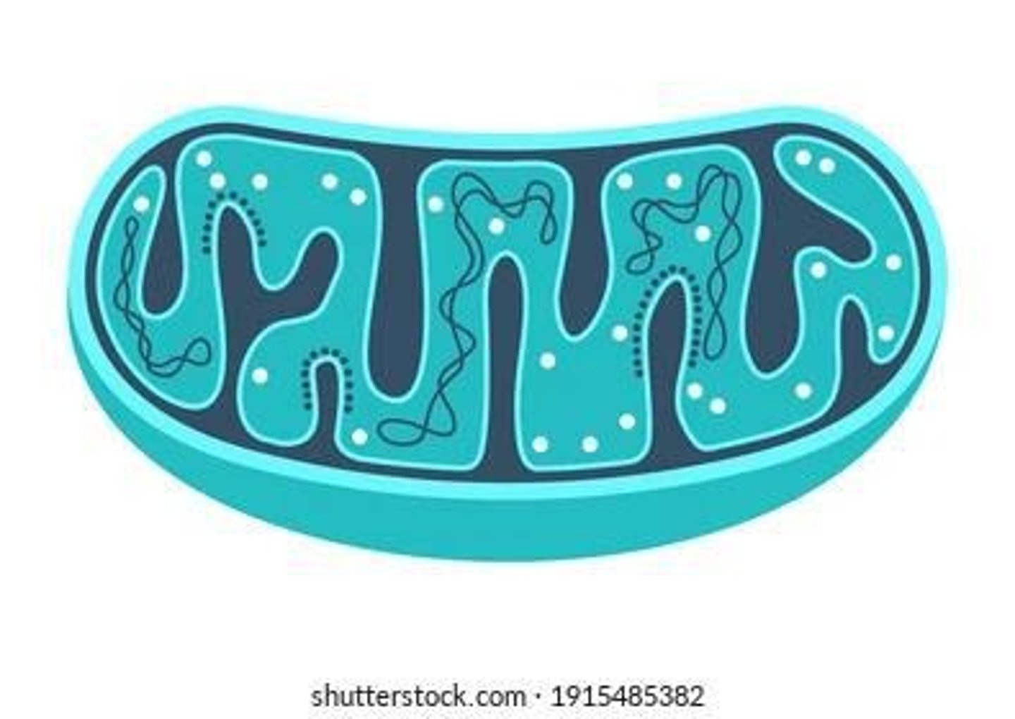 <p>Mitochondria are similar in size to α-proteobacteria, replicate by fission, and have their own ribosomes and genomes.</p>