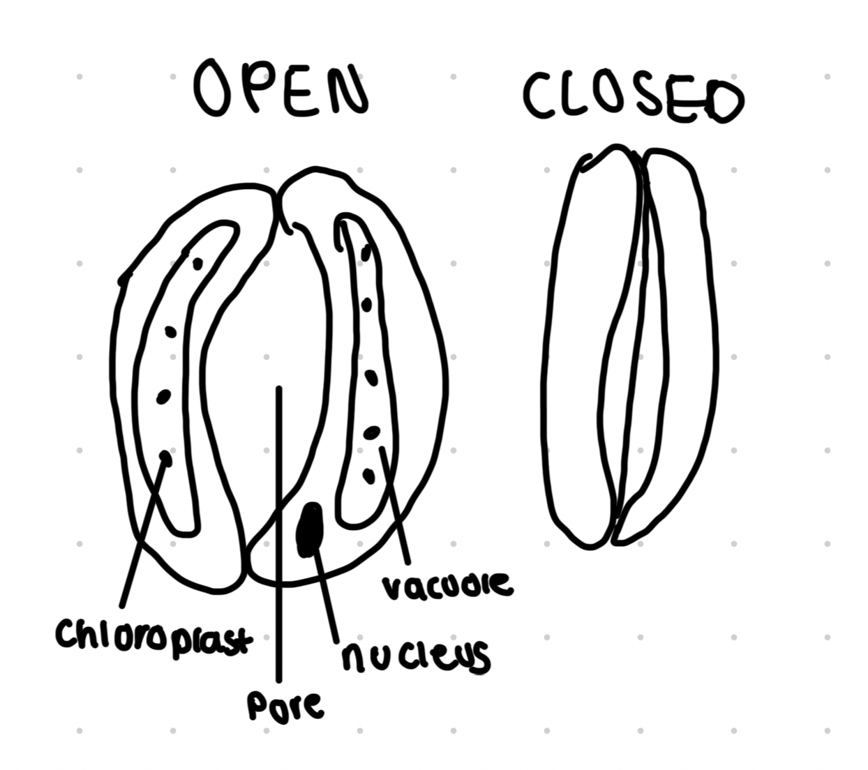 <ul><li><p>Pairs of guard cells form openings called stomata</p></li><li><p>When guard cells lose water they change shape and the stomata close, this conserves water</p></li><li><p>The cell wall of a guard cells is thicker one side which gives rise to the opening</p></li></ul>