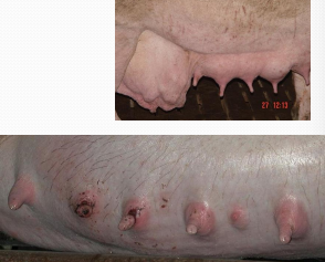 <p>Mastitis in <span style="color: rgb(230, 155, 255)">pigs</span></p>