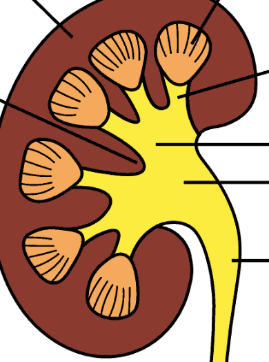<p>What is the 4th line on the right </p>