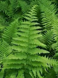 <p>Hay-scented fern&nbsp;</p>