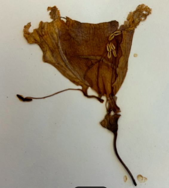 <p>Bignoniaceae</p><p><em>Bignonia</em></p>