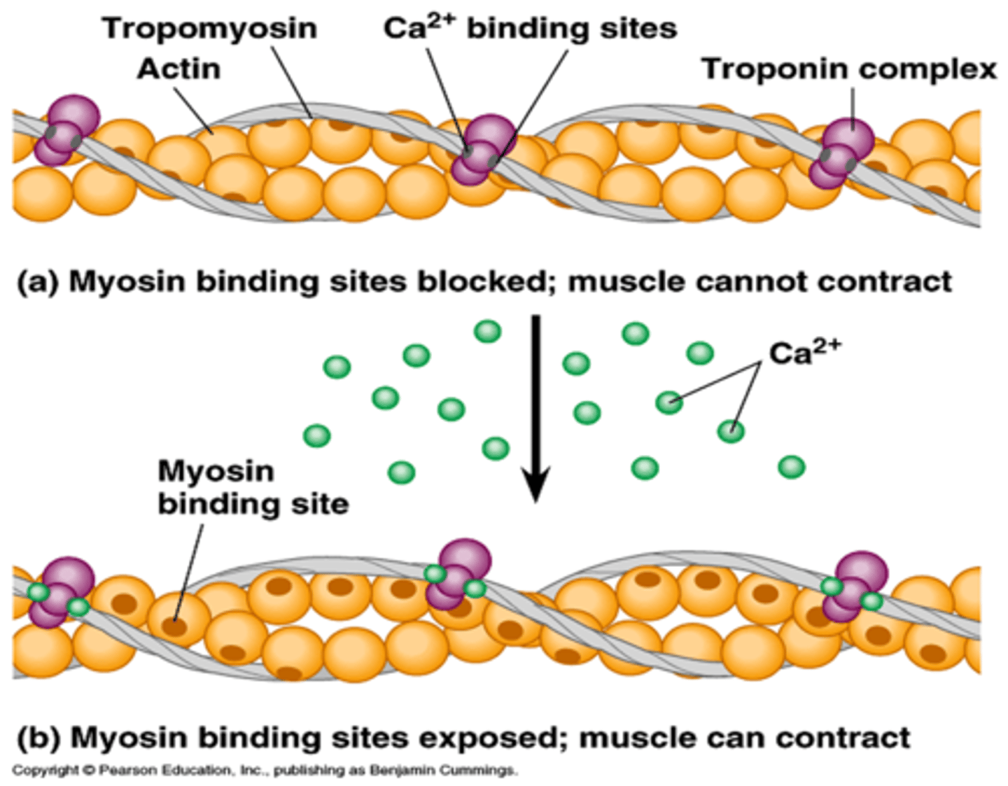 <p>* the depolarization causes the SR to release Ca into the sarcoplasm</p><p>* the Ca will bind with troponin ( Tn)</p><p>* this causes a shift in the troponin tropomyosin ( Tm) complex</p>