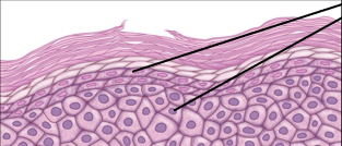 <p>Characteristics of <strong>Keratinocytes</strong>?</p>