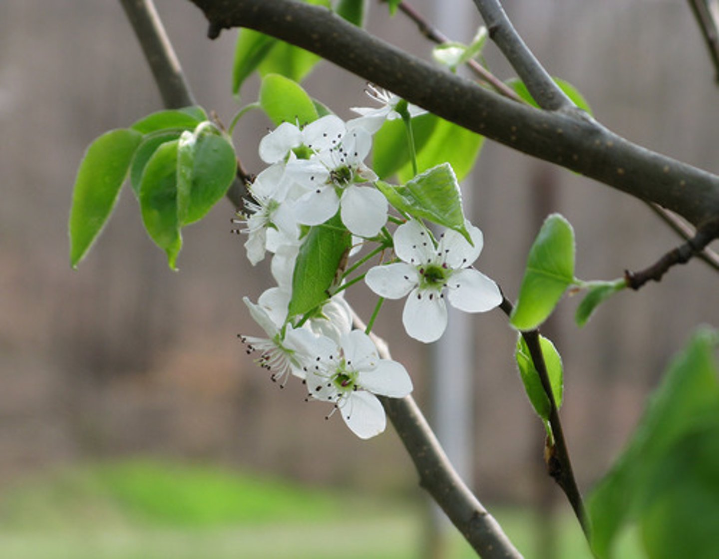 <p>Cornus florida</p>