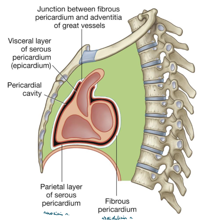 <p>Kas sudaro sirdipleve (perikard)????</p>