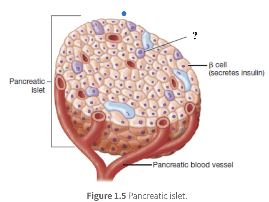 <p>make up 20% of pancreatic islet cells, located towards the edges of a pancreatic islet, and secrete glucagon</p>