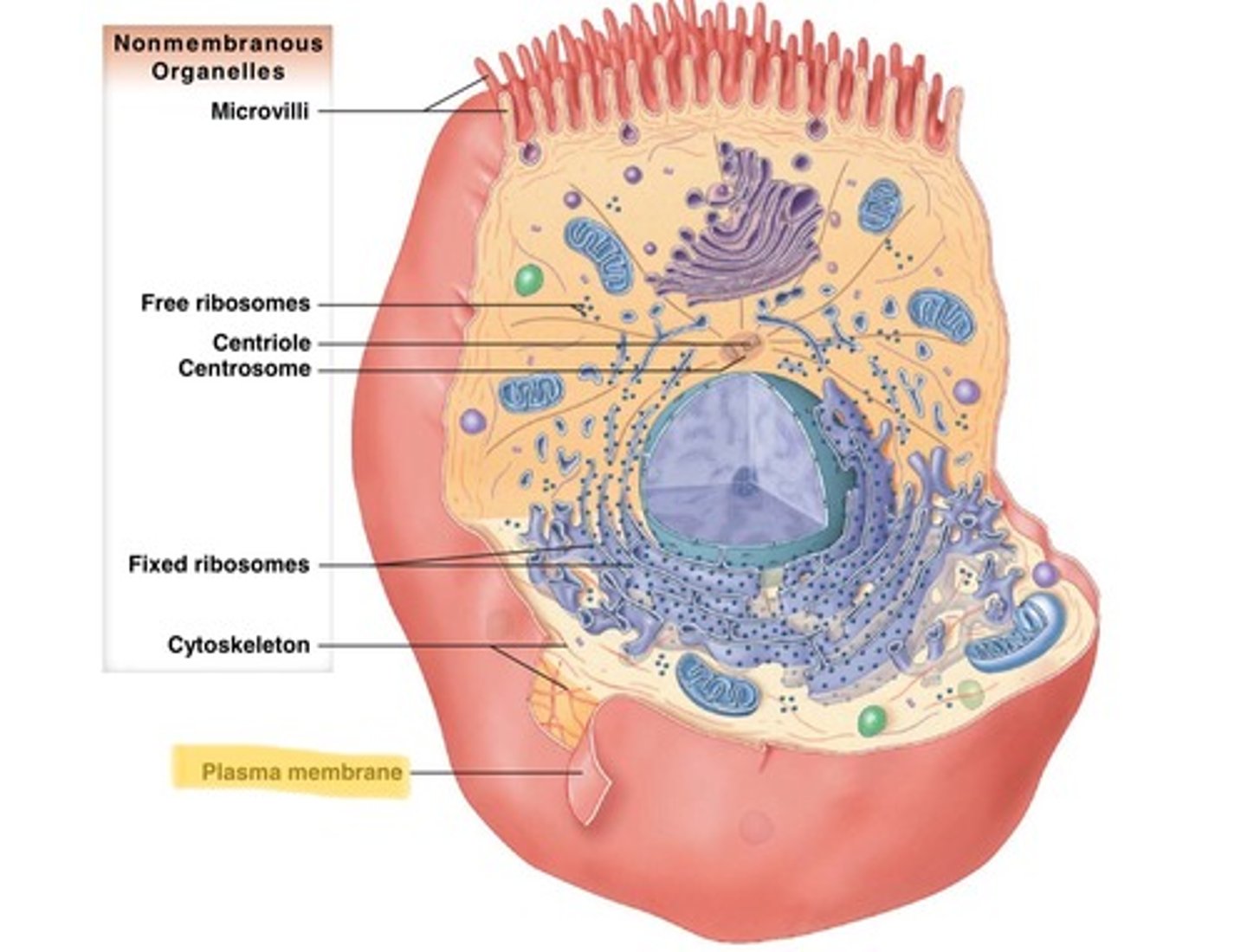 <p>cytoskeleton, microvilli, cilia, flagella, ribosomes</p>