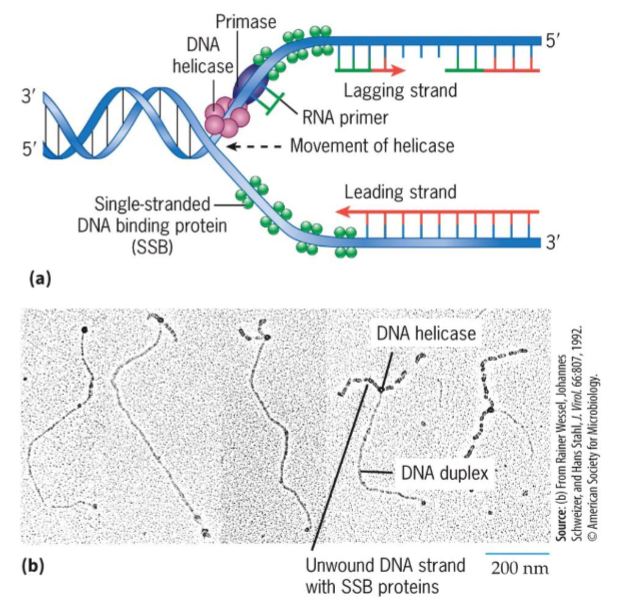 <p>stabilize single stranded DNA</p>