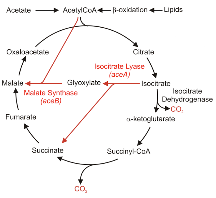 <ul><li><p><strong>Isocitrate lyase cleaves isocitrate → succinate and glyoxylate</strong></p></li><li><p><strong>Glyoxylate condenses with acetyl CoA to form malate. </strong></p></li><li><p>Contributes a new CAC intermediate molecule</p></li><li><p><em>Instead of being oxidised to 2 CO2 molecules,</em> the <strong>2-C glyoxylate fragment condenses with another acetyl CoA to form the 4-C compound malate.</strong></p></li></ul><p><strong>Increases levels of all CAC intermediates</strong>, because malate can be oxidised to oxaloacetate that condenses with yet another acetyl CoA to form citrate, and so on.</p>