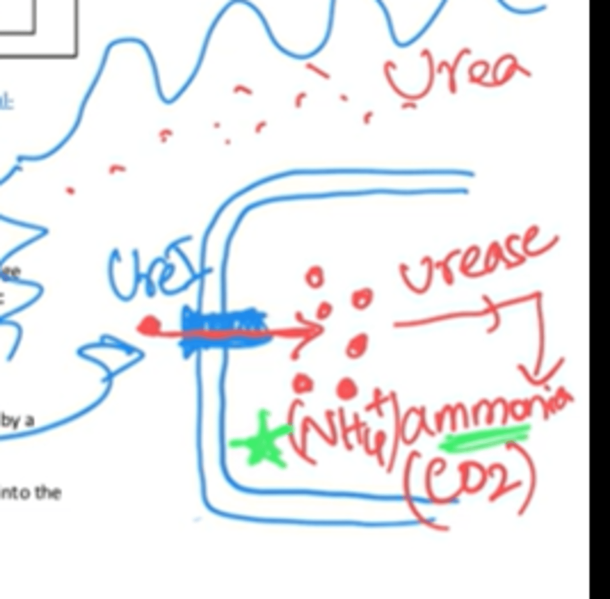 <p>urease, ammonia</p>