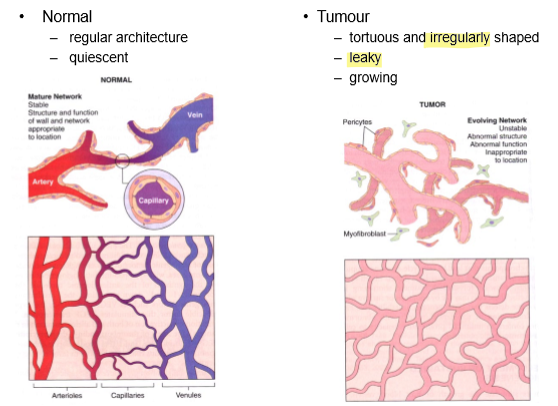 <p>Tumour vessels are <strong>irregular, numerous</strong> and <strong>leaky.</strong></p>