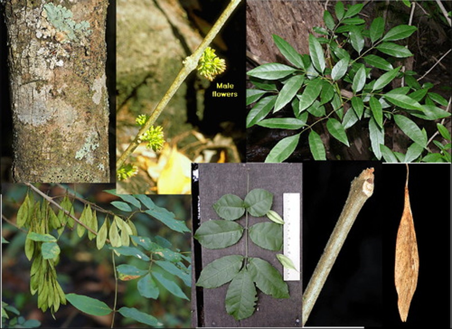 <p>pinnately compound leaves opposite, 5-9 leaflets elliptical to lanceolate</p><p>light gray to orange-brown bark thin, scaly, irregularly ridged, becomes rough and furrowed with age</p><p>dioecious, small green-purple flowers</p><p>tan-purple samaras, single or occasionally three-winged</p>