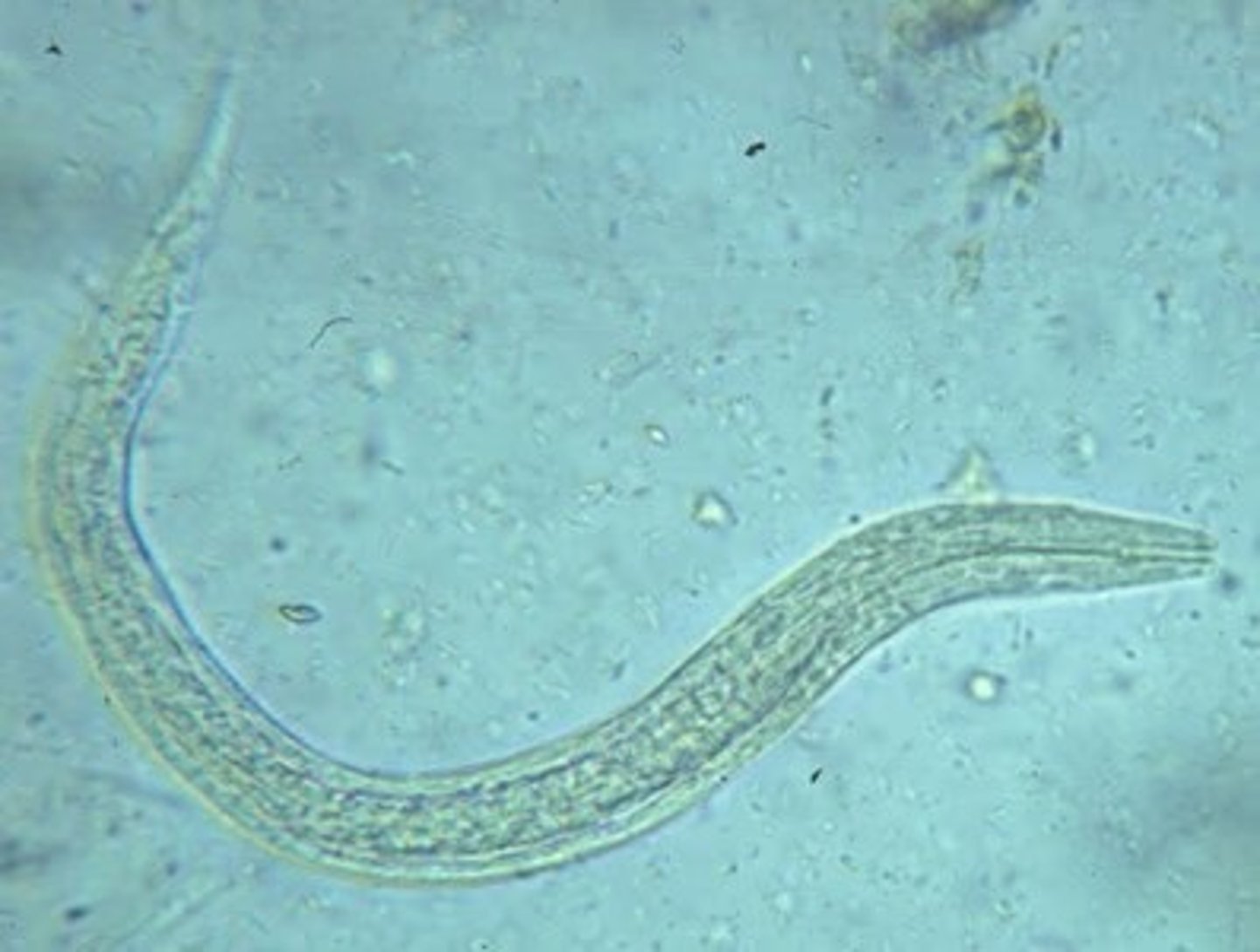 <p>Long bucal cavity</p>