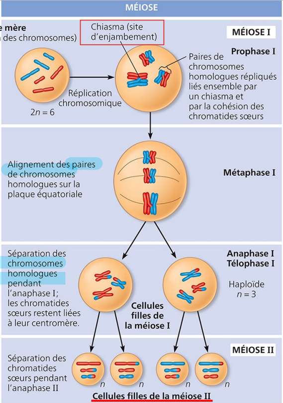 <p>Division d'une cellule germinale diploïdes (2n) en quatre cellules filles génétiquement réduites et différents. </p><p>Ex: 1 cellule germinale (2n) origine 4 cellules sexuelles (n) haploïdes</p><p>Rôle/but: </p><ul><li><p>Formation des cellules sexuelles (gamètes). </p></li><li><p> La méiose ne se produit que dans les gonades*.</p></li></ul><p> * Testicule chez l’homme et ovaire chez la femme.</p><p></p>
