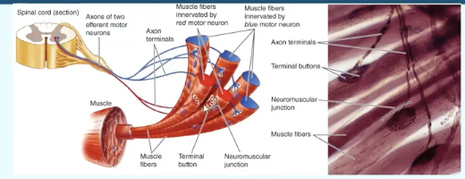 <p>axon terminal ends that have enlarged knoblike structures </p>