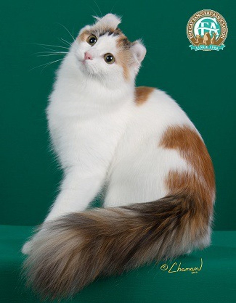 <p>welk ras</p>