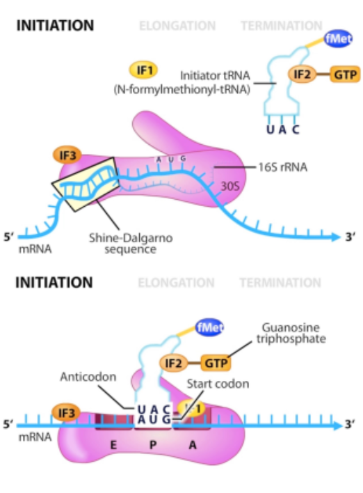 <ul><li><p>brings the two ribosomal subunits together, placing the first amino acid in position</p></li><li><p>requires protein factors and GTP</p></li></ul><ol><li><p><span>Dissociated ribosome units needed</span></p></li><li><p><span>16S rRNA and mRNA interact at RBS</span></p></li><li><p><span>Met-tRNA binds the ribosome</span></p></li><li><p><span>Full ribosome assembles (GTP hydrolyzes)</span></p></li></ol>