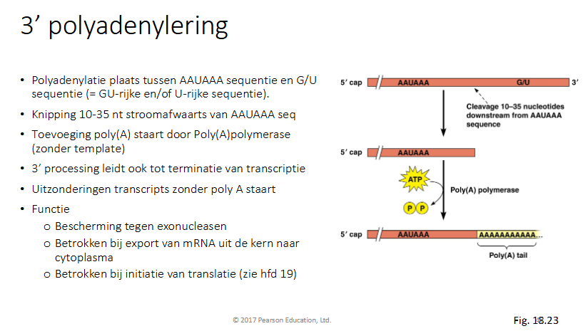 <ul><li><p>Polyadenylatieplaats tussen AAUAAA seq en G/U seq (: GU rijke en of U-rijke seq)</p></li><li><p>Knipping 10-35nt stroomafwaarts van AAUAAA seq</p></li><li><p>toevoeging van polyAstaart door polyApolymerase (zonder template)</p></li><li><p>3’ processing leidt ook tot terminatie van transcriptie</p></li><li><p>uitzondering transcripts zonder polyAstaart</p></li><li><p>functie</p><ul><li><p>bescherming tegen exonucleasen</p></li><li><p>betrokken bij export van mRNA uit de kern naar cytoplsma</p></li><li><p>betrokken bij initiatie van translatie</p></li></ul></li></ul><p></p>