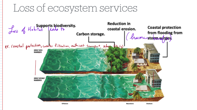 <p>How does habitat loss reduce ecosystem services?</p>