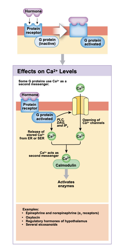 <ul><li><p>Activated g proteins trigger the openign of Ca++ ion channels in the membrane </p></li><li><p>releases calcium ions fron intracellular stores </p></li><li><p>activates PLC (phospholipase C)</p></li><li><p>triggers receptor cascade </p><ul><li><p>DAG and IP3 are created from membrane phospholipids </p></li><li><p>may further activate more calcium ion channels through PKC </p></li><li><p>may activate calmodulin creating further changes in the cell </p></li></ul></li></ul><p></p>