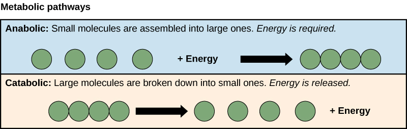 <p>A metabolic pathway that releases energy by breaking down complex molecules into simpler compounds (e.g., cellular respiration breaks down glucose into CO2 and H2O).</p>