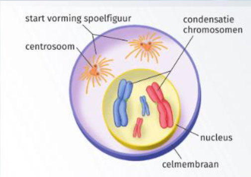 <ul><li><p>opvouwing chromosomen in kern zichtbaar</p></li><li><p>compacte vorm → transcriptie van DNA niet meer mogelijk</p></li><li><p>vorming spoelfiguur</p><ul><li><p>heeft steundraden</p></li></ul></li><li><p>2n= 4 chromosomen</p></li></ul><p></p>