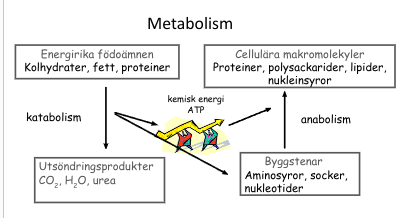 <p>förklara </p>