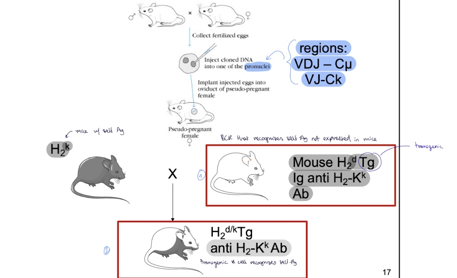 <p>mouse w/ H2k haplotype crossed w/ H<sub>2</sub><sup>d </sup>Tg Ig anti H<sub>2</sub>-K<sup>k</sup> Ab mouse that has BCR that recognises self Ag not expressed in the mouse → H2<sup>d/k</sup> Tg anti H<sub>2</sub>-K<sup>k</sup> Ab ( transgenic mice that recognises self Ag)</p>