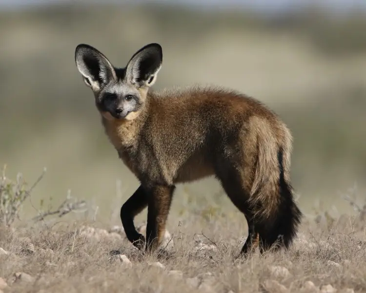 <p>Vic Falls, Chobe NP, Okavango Delta, Bagani, Grootfontein, Etosha NP, Spitzkoppe, Sesriem, Bethanie, Fish River Canyon, Orange river, Western Cape, Cape Town, Kruger NP</p>