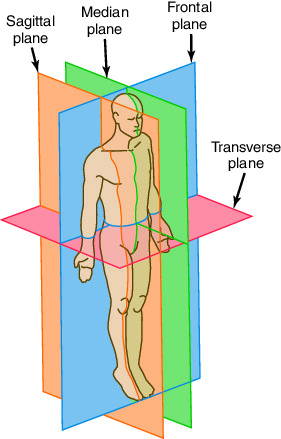 <p>Divides body into vertical equal right and left parts</p>