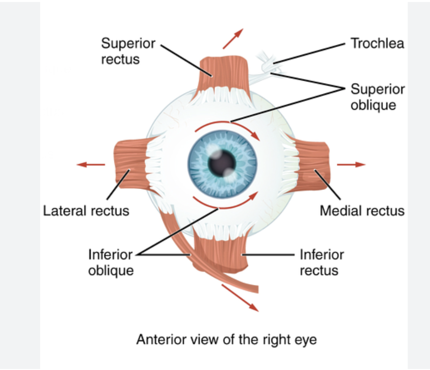 <p>4 rectus - Superior(up), Inferior(down), Lateral(out), Medial(in)<br>2 Oblique - Superior(rotating eye downwards towards the nose) and Inferior(rotating the eye inwards away from the nose)</p>
