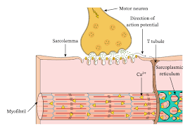 <p>Action Potential</p>