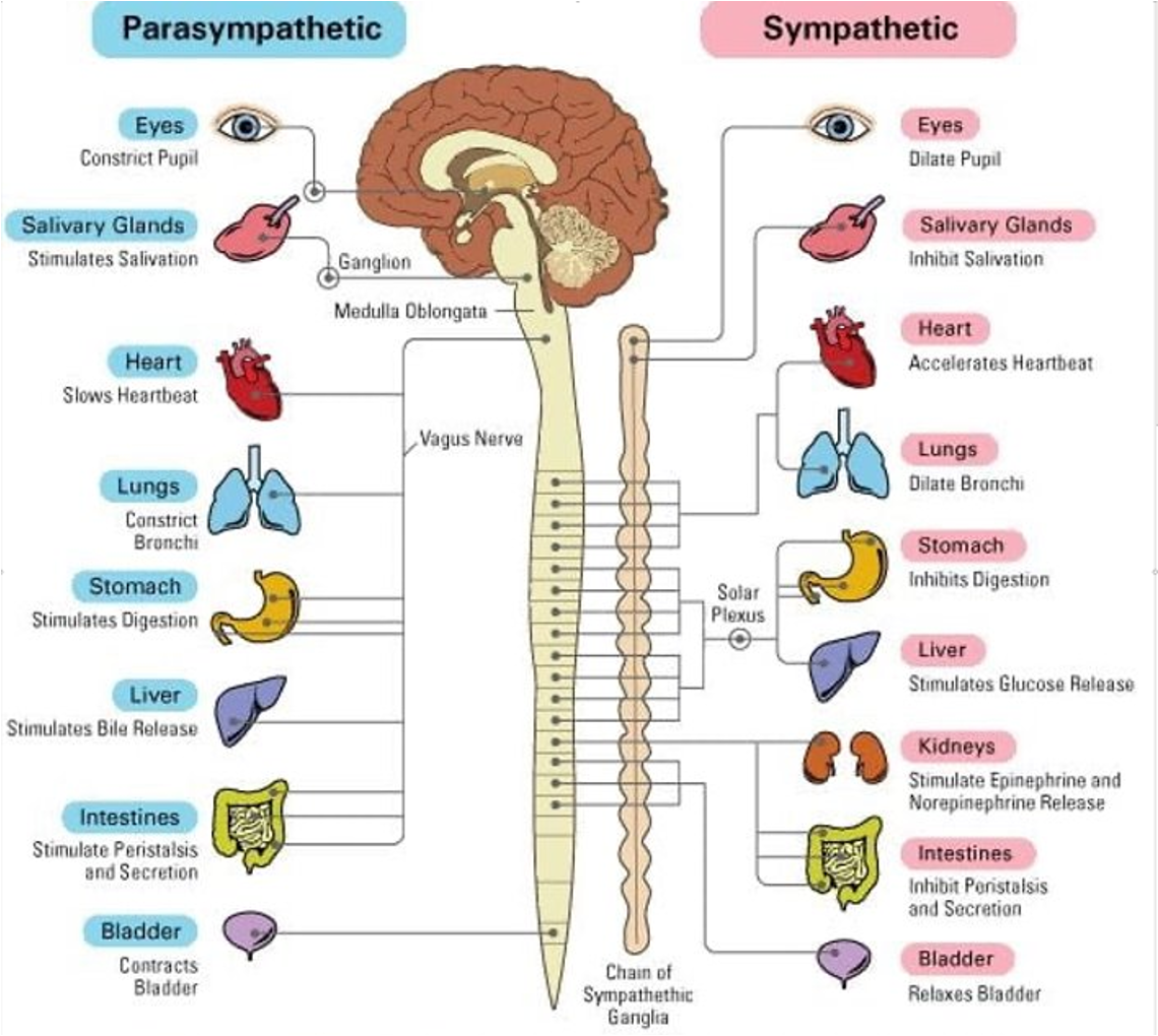 <p>Maintains <span><span>homeostasis </span></span>and the balanced functioning of visceral muscles, organs, and glands.</p><p><span><span>which dominates during normal day-to-day activities when we are relatively calm (for example, regulating body temperature to around 37.5°C, maintaining a resting heart rate, etc.). It also returns the body to a calm state after a threatening or stressful situation.</span></span></p>