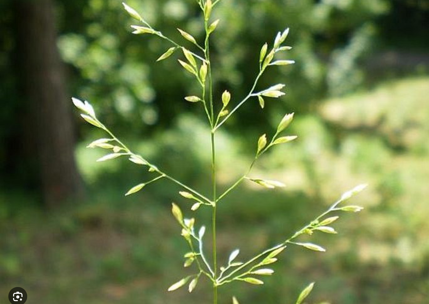 <p>Lipnice hajni - lipnicovité </p>