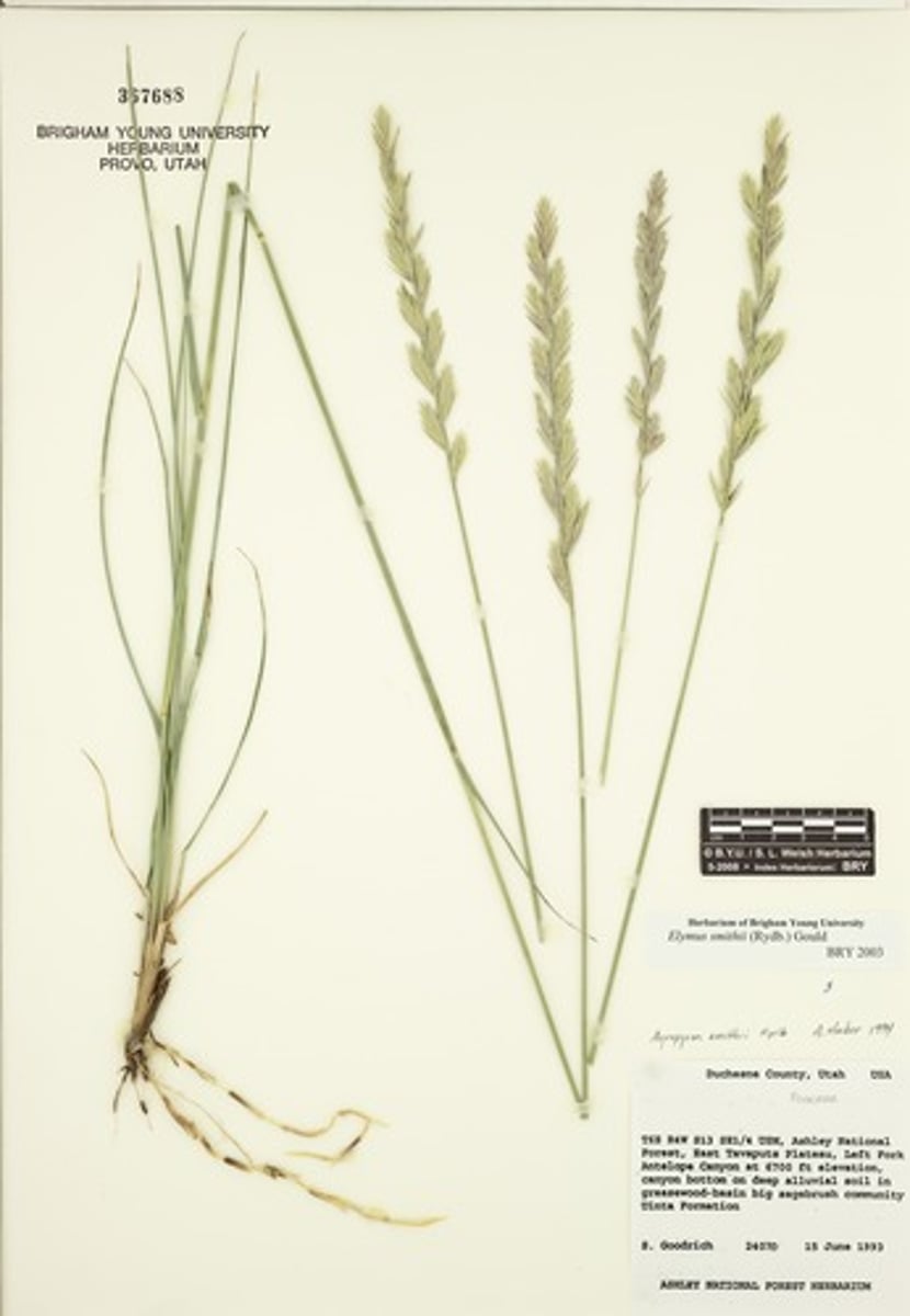 <p>Pascopyrum smithii</p>