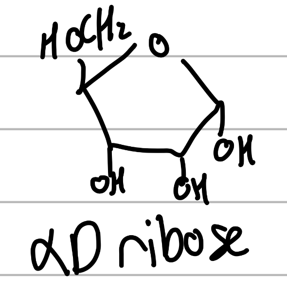 <p>has extra OH in between other OHs;</p><p>5C sugar</p>