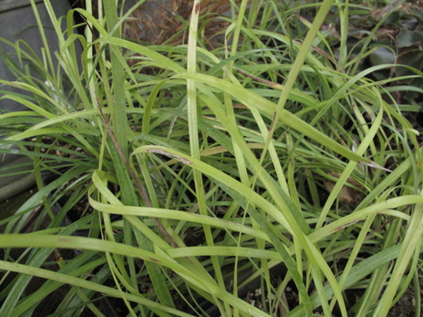 <p>monkey grass</p>