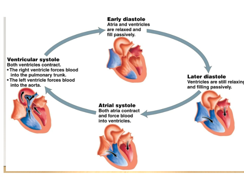 <p>All chambers relax and blood passes through the atria into ventricles. -Atria contrax -Ventricles contract -Heart relaxes, and cycle begins</p>