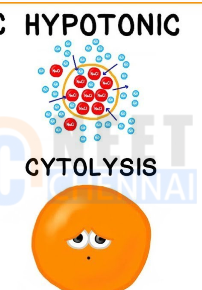 <p>Solution that has low solute : high water concentration <strong>(prominently water) </strong>than a cell.</p><p><strong>Result</strong> : Water goes inside the cell →<strong>Cell grows (Cytolysis)</strong></p>