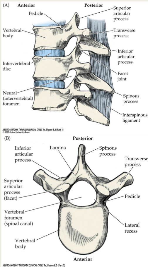 <p>– Pedicles</p><p>– Transverse processes</p><p>– Laminae</p><p>– Spinous processes</p><p>– Superior Articular Processes</p><p>– Inferior Articular Processes</p>