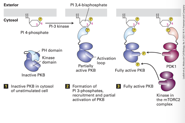 <p><strong>Protein Kinase B (Akt) </strong>binds PI 3,4-bisphosphate via a domain called the <strong>PH domain </strong>(plectin homology) which normally hides PKB’s kinase domain </p><p>Binding to PI3 exposes PKB Ser/Thr residues that are phosphorylated by another PI3,4-bP regulated kinase <strong>PDK1 </strong>(and a cytoplasmic PDK2, part of the MTOR complex) </p><p>ONce activated, PKB dissociates, and phosphorylates target proteins in a cell dependent manner. Principle celular functions are: </p><ul><li><p>Anti-apoptosis (survival) </p></li><li><p>Pro-proliferation </p></li></ul><p>Human Health Relevance: </p><ul><li><p><em>Negative regulation: </em>PKB activity is inhibited by the phosphatase <strong>PTEN,</strong> which not only removes activating phosphates from PKB, but also from PI 3,4-bP </p></li><li><p>PTEN is deleted in many types of advanced cancers which contributes to uncontrolled growth and evasion of the programmed cell death pathway </p></li></ul><p></p>