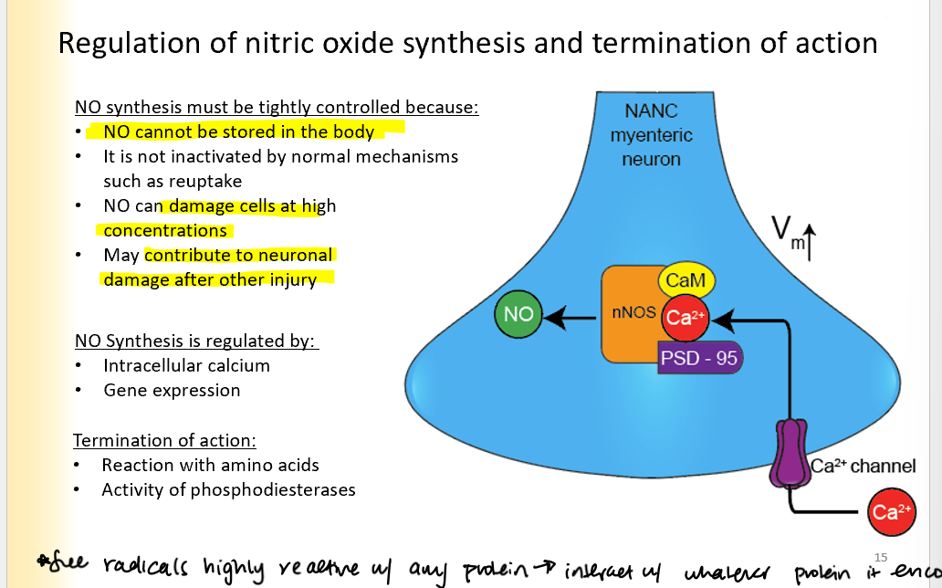 <p>NO synthesis must be tightly controlled because:</p><ul><li><p>NO cannot be stored in the body</p></li><li><p>It is not inactivated by normal mechanisms such as reuptake</p></li><li><p>NO can damage cells at high concentrations</p></li><li><p>May contribute to neuronal damage after other injuries </p></li></ul><p>Regulated by:</p><ul><li><p>Intracellular ca2+ (ca2+ activates the channel)</p></li><li><p>gene expression</p></li></ul><p>Termination of action:</p><ul><li><p>reaction with amino acids</p></li><li><p>activity of phosphodiesterases </p></li></ul>