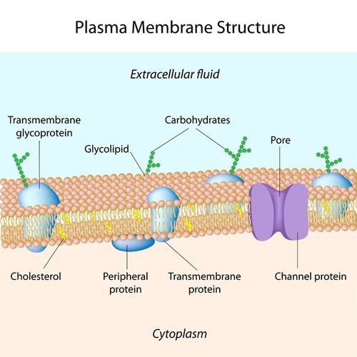 Cholesterol is a lipid that can be distinguished by its characteristic four-ring structure.