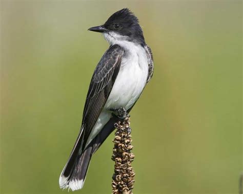 White belly, white-tipped tail, black back. Males and females similar.
