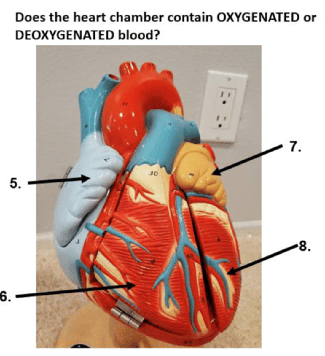 <ol start="5"><li><p>does the heart chamber contain deoxygenated or oxygenated blood</p></li></ol><p></p>