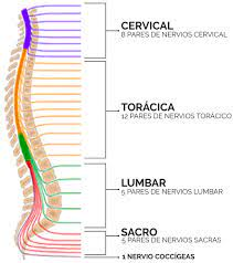 <ul><li><p>Son 31 pares:</p><ul><li><p><mark data-color="blue">8 cervicales</mark></p></li><li><p><mark data-color="red">12 torácicos</mark></p></li><li><p><mark data-color="green">5 lumbares</mark></p></li><li><p><mark data-color="red">5 sacros</mark></p></li><li><p><mark data-color="yellow">1 coccígeo</mark></p></li></ul></li></ul>