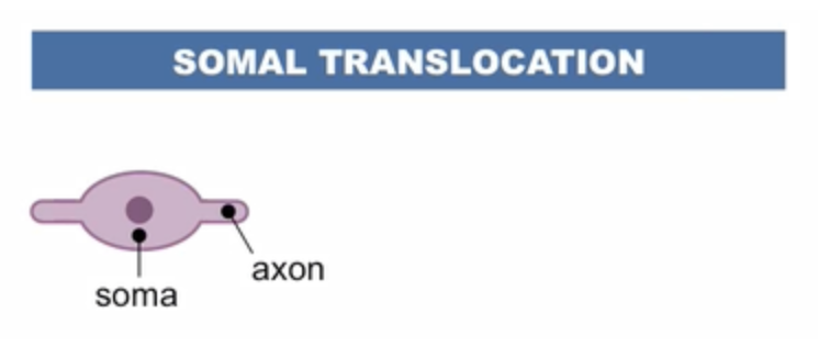 <p>the <strong>neuron</strong> may form an <strong>extension</strong> at the <strong>cell’s</strong> <strong>perimeter</strong> and then <strong>translocate</strong> its <strong>soma</strong> along this length</p>